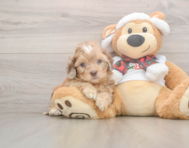 6 week old Shih Poo Puppy For Sale - Windy City Pups