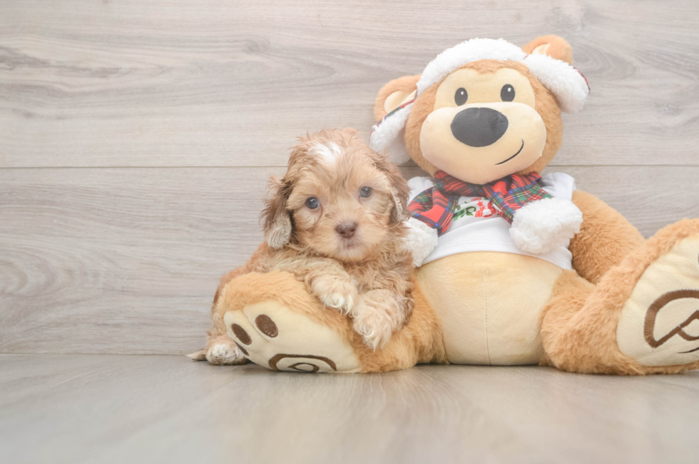 5 week old Shih Poo Puppy For Sale - Windy City Pups