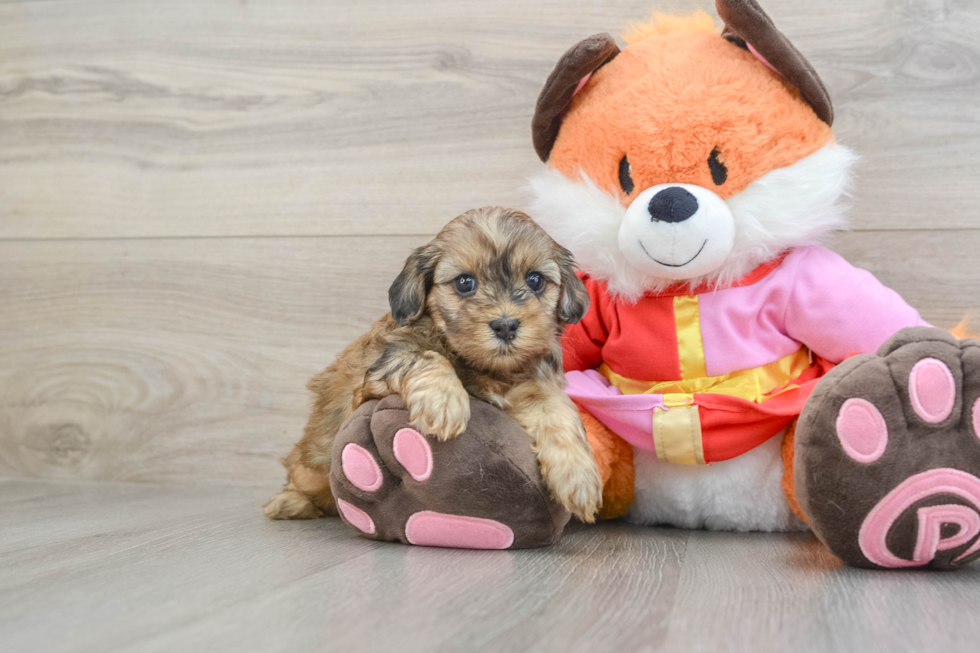 Shih Poo Pup Being Cute