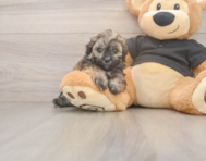 7 week old Shih Poo Puppy For Sale - Windy City Pups