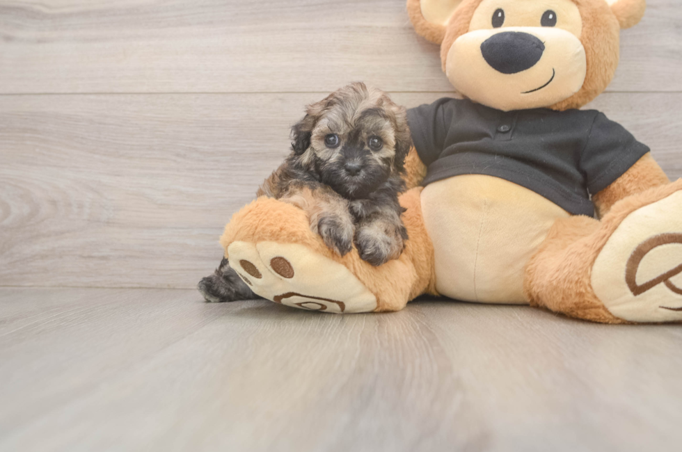6 week old Shih Poo Puppy For Sale - Windy City Pups