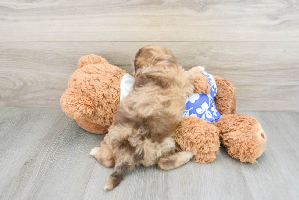 Smart Shih Poo Poodle Mix Pup