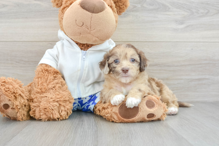 Sweet Shih Poo Baby