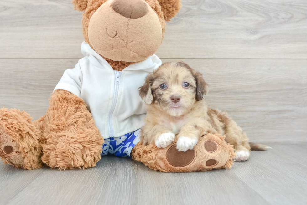 Sweet Shih Poo Baby