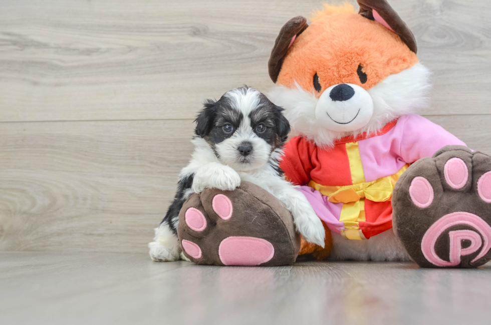 5 week old Shih Poo Puppy For Sale - Windy City Pups