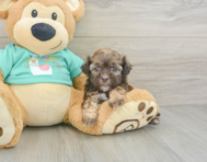 6 week old Shih Poo Puppy For Sale - Windy City Pups