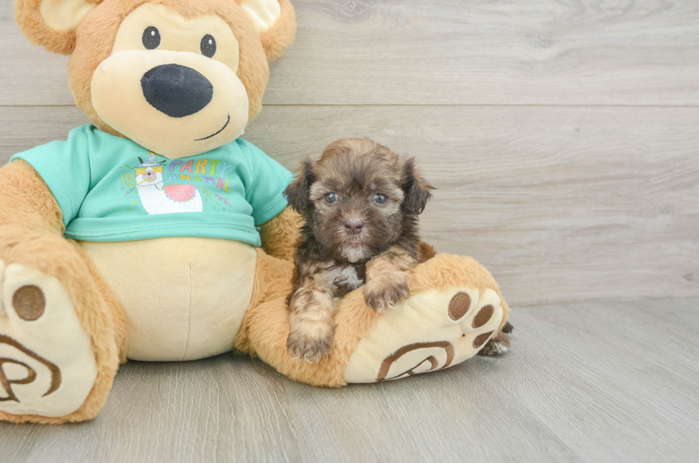 6 week old Shih Poo Puppy For Sale - Windy City Pups