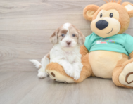 7 week old Shih Poo Puppy For Sale - Windy City Pups