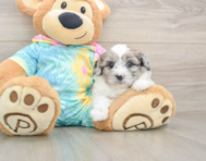 7 week old Shih Poo Puppy For Sale - Windy City Pups