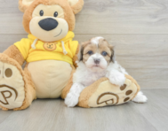 5 week old Shih Poo Puppy For Sale - Windy City Pups