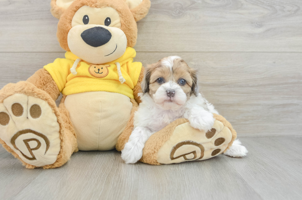 6 week old Shih Poo Puppy For Sale - Windy City Pups