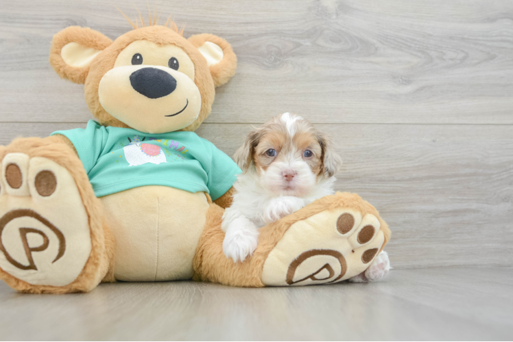 Shih Poo Pup Being Cute