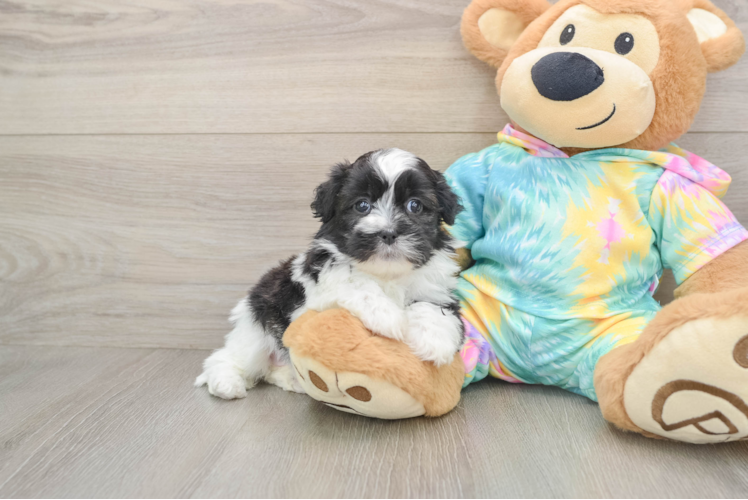 Shih Poo Puppy for Adoption