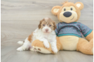 Happy Shih Poo Baby