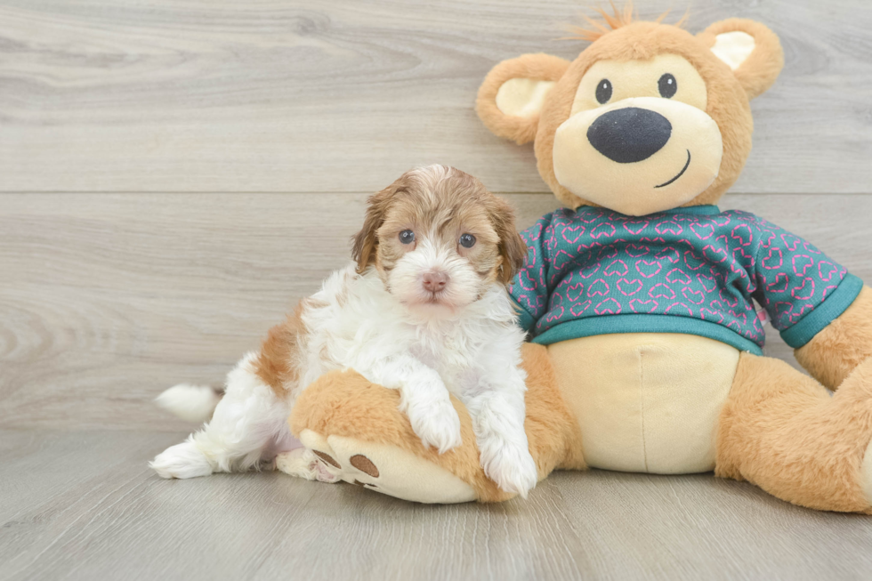 Happy Shih Poo Baby