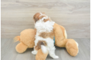 Best Shih Poo Baby