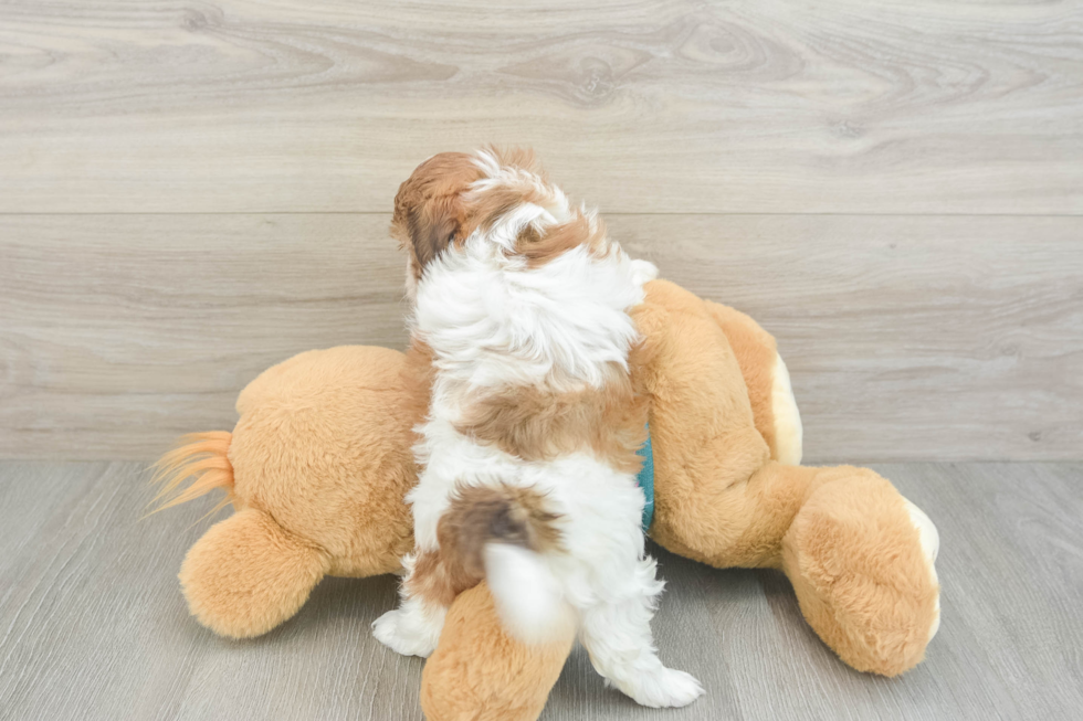 Best Shih Poo Baby