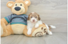 Fluffy Shih Poo Poodle Mix Pup