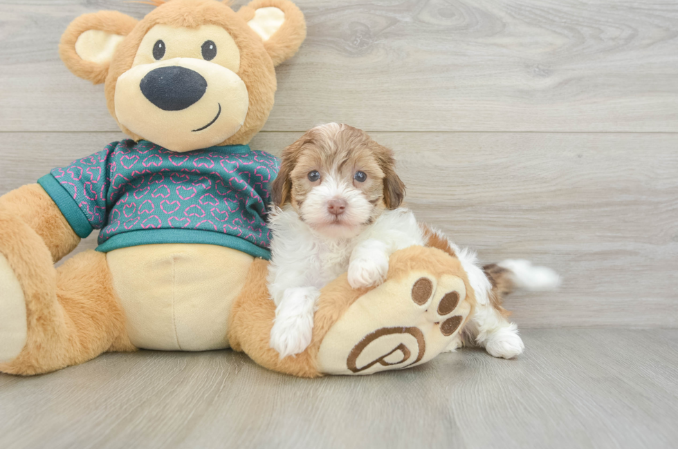 5 week old Shih Poo Puppy For Sale - Windy City Pups