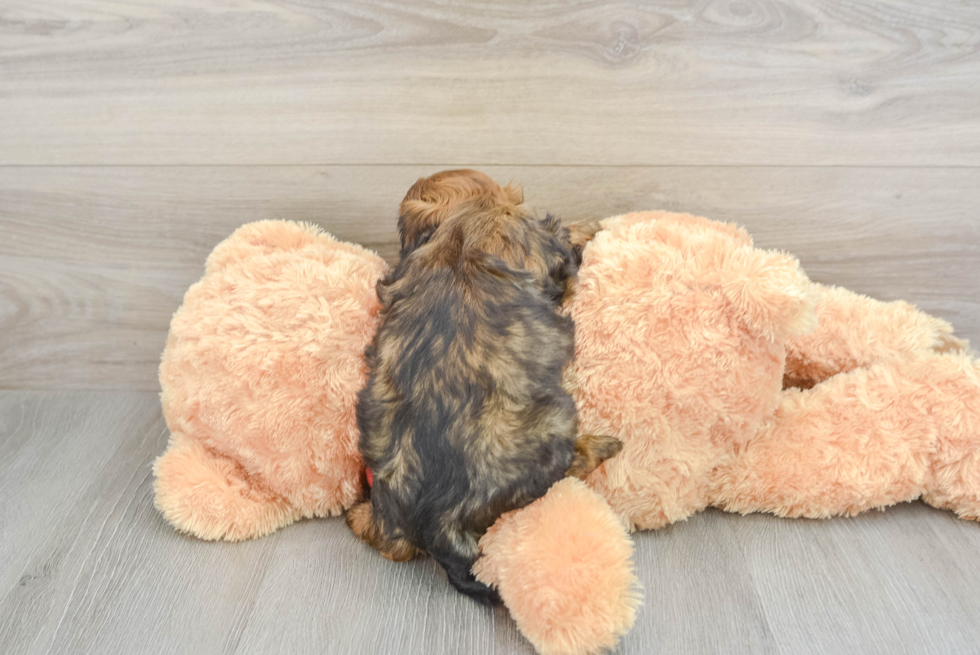 Shih Poo Puppy for Adoption