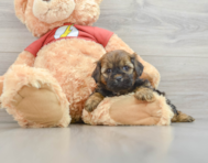 5 week old Shih Poo Puppy For Sale - Windy City Pups