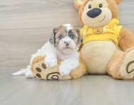 5 week old Shih Poo Puppy For Sale - Windy City Pups