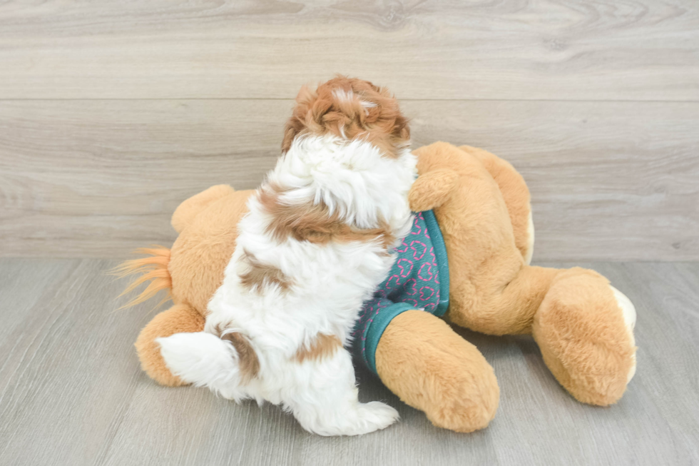 Shih Poo Pup Being Cute