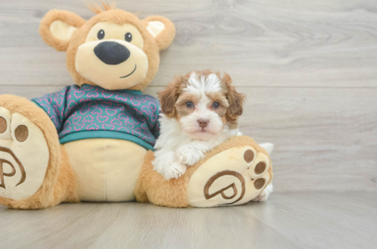 Happy Shih Poo Baby