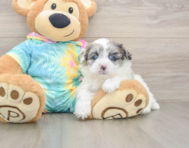 7 week old Shih Poo Puppy For Sale - Windy City Pups