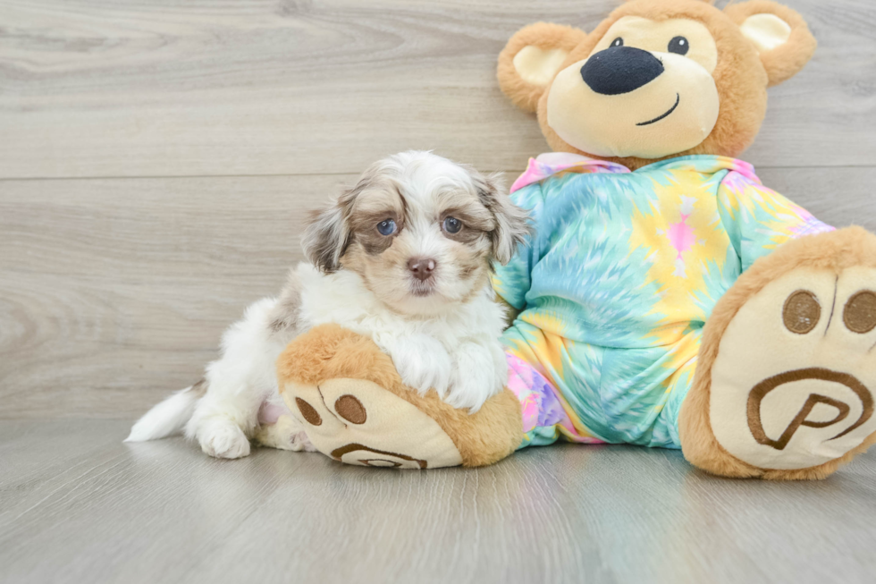 Smart Shih Poo Poodle Mix Pup