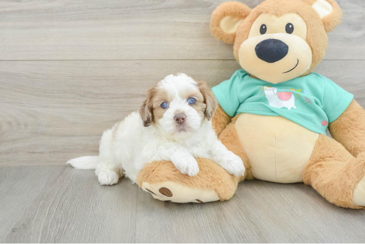 Shih Poo Puppy for Adoption