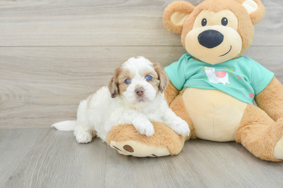 6 week old Shih Poo Puppy For Sale - Windy City Pups