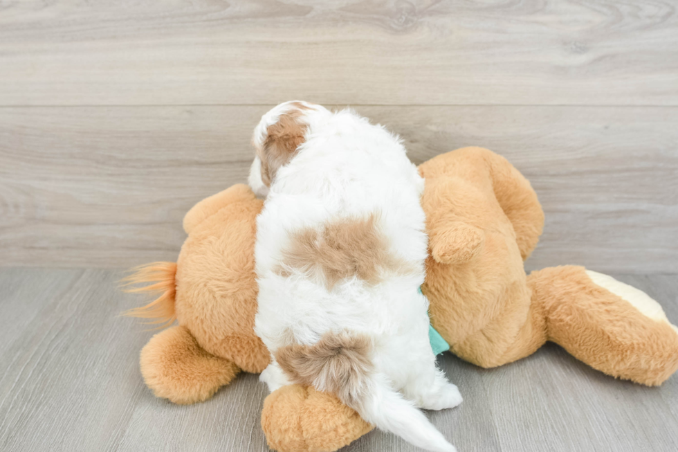 Little Shih Poo Poodle Mix Puppy