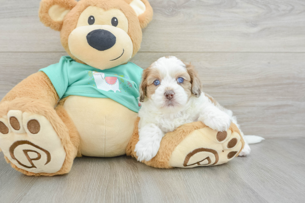 Shih Poo Puppy for Adoption