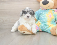 5 week old Shih Poo Puppy For Sale - Windy City Pups