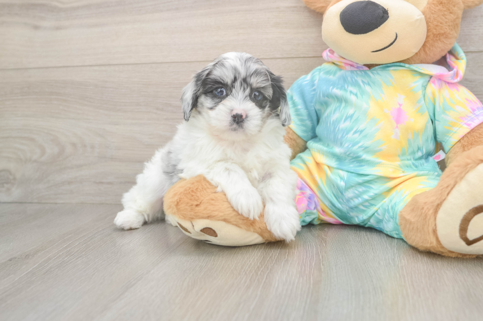 6 week old Shih Poo Puppy For Sale - Windy City Pups