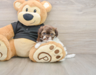6 week old Shih Poo Puppy For Sale - Windy City Pups