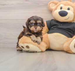 6 week old Shih Poo Puppy For Sale - Windy City Pups