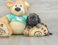 8 week old Shih Poo Puppy For Sale - Windy City Pups