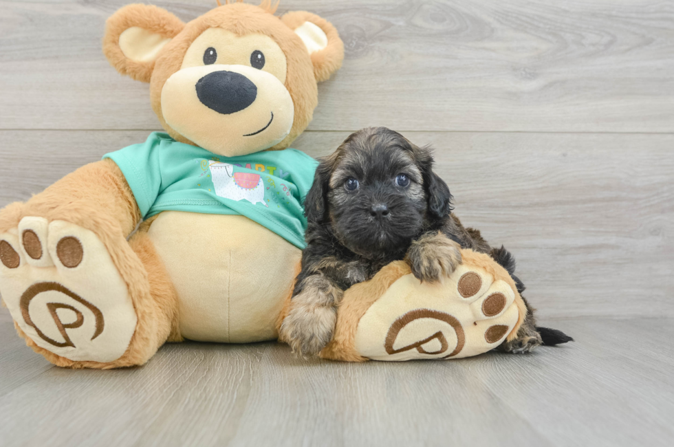 6 week old Shih Poo Puppy For Sale - Windy City Pups