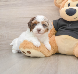 7 week old Shih Poo Puppy For Sale - Windy City Pups