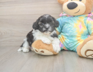 5 week old Shih Poo Puppy For Sale - Windy City Pups