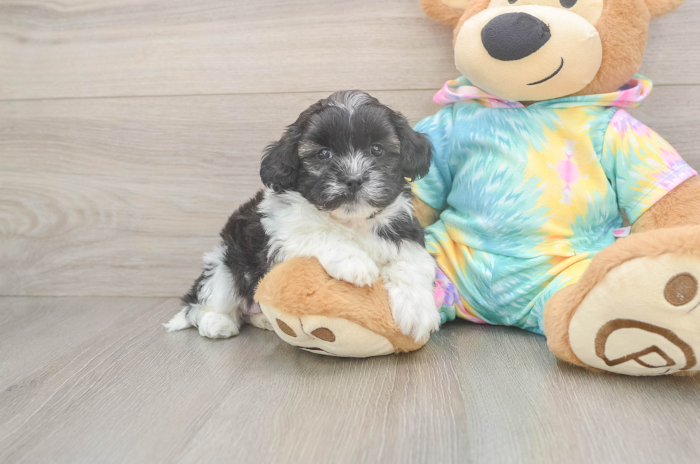 6 week old Shih Poo Puppy For Sale - Windy City Pups