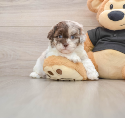5 week old Shih Poo Puppy For Sale - Windy City Pups