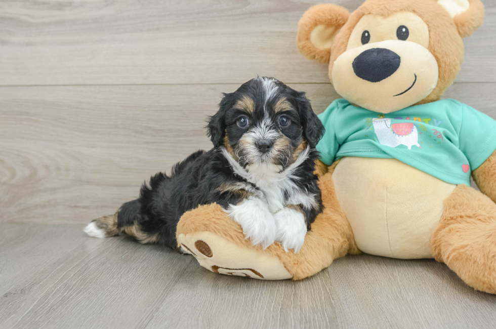6 week old Shih Poo Puppy For Sale - Windy City Pups