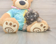 5 week old Shih Poo Puppy For Sale - Windy City Pups