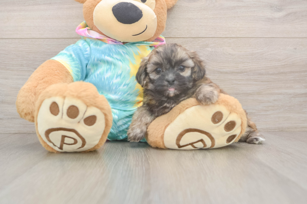 6 week old Shih Poo Puppy For Sale - Windy City Pups