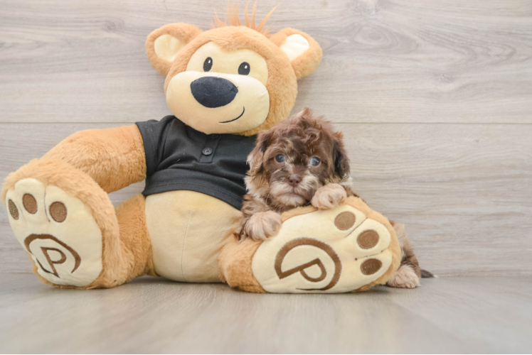 Smart Shih Poo Poodle Mix Pup