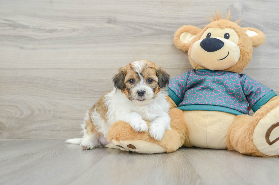 6 week old Shih Poo Puppy For Sale - Windy City Pups