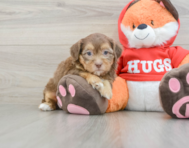 8 week old Shih Poo Puppy For Sale - Windy City Pups